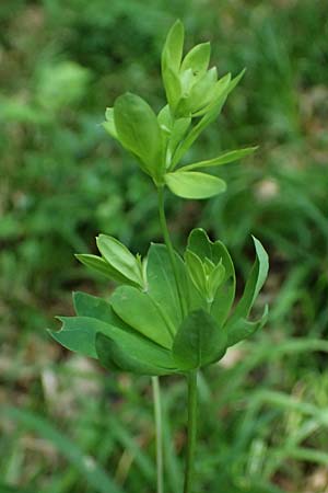 Galium sylvaticum \ Wald-Labkraut / Wood Bedstraw, A Gießhübl 12.5.2025