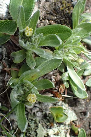 Gnaphalium supinum \ Zwerg-Ruhrkraut, A Kolm Saigurn 2.7.2025