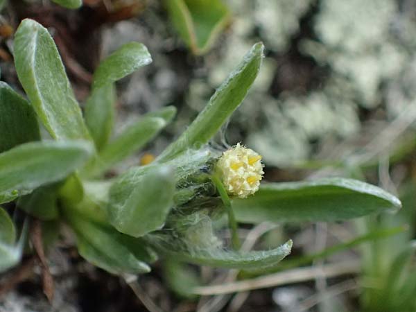 Gnaphalium supinum \ Zwerg-Ruhrkraut, A Kolm Saigurn 2.7.2025