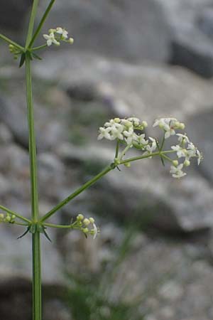 Galium sylvaticum \ Wald-Labkraut / Wood Bedstraw, A Kaprun 10.8.2025