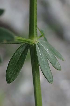 Galium sylvaticum \ Wald-Labkraut / Wood Bedstraw, A Kaprun 10.8.2025