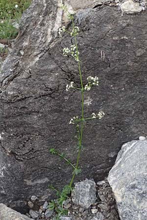 Galium sylvaticum \ Wald-Labkraut / Wood Bedstraw, A Kaprun 10.8.2025