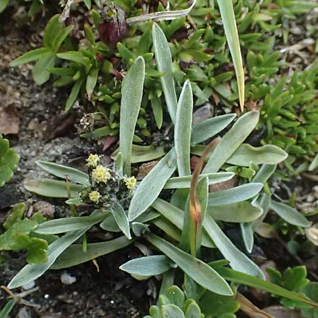 Gnaphalium supinum \ Zwerg-Ruhrkraut / Dwarf Cudweed, A Großglockner 11.8.2025