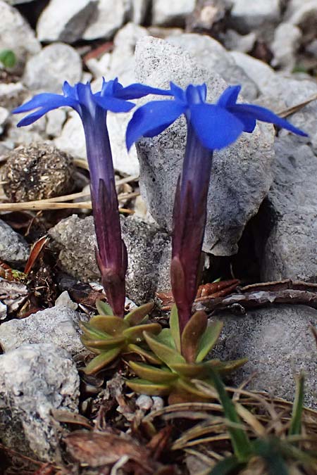Gentiana orbicularis \ Rundblttriger Enzian / Round-Leaved Gentian, A Admont 5.7.2024