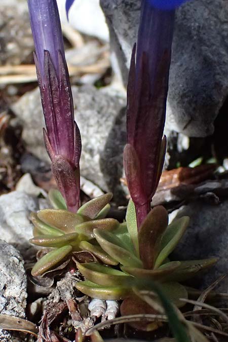 Gentiana orbicularis \ Rundblttriger Enzian / Round-Leaved Gentian, A Admont 5.7.2024