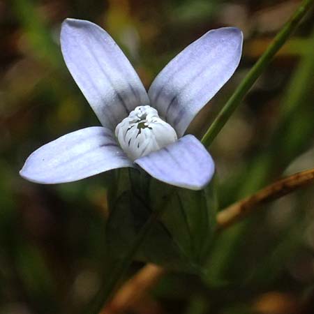 Gentiana tenella \ Zarter Haarschlund / Dane's Dwarf Gentian, A Gro&szlig;glockner 11.8.2025