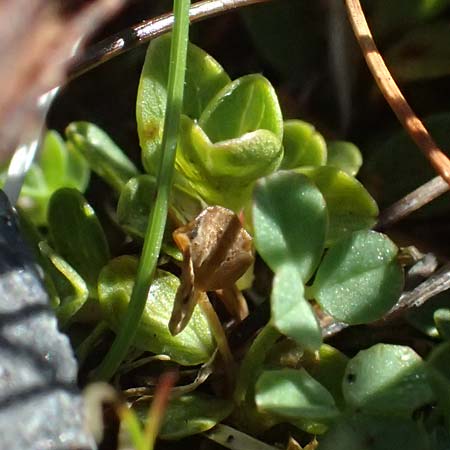 Gentiana tenella \ Zarter Haarschlund / Dane's Dwarf Gentian, A Gro&szlig;glockner 11.8.2025