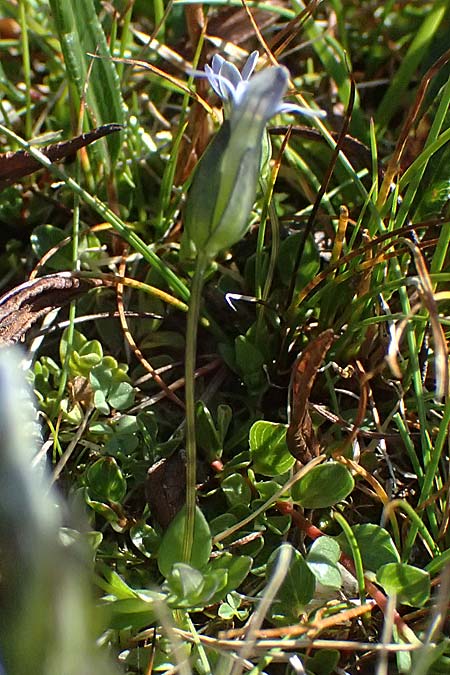 Gentiana tenella \ Zarter Haarschlund / Dane's Dwarf Gentian, A Gro&szlig;glockner 11.8.2025