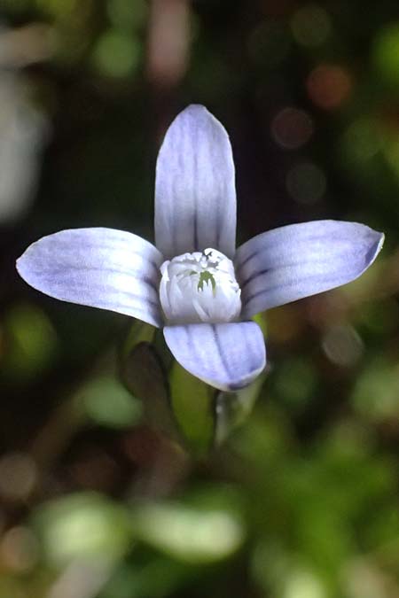 Gentiana tenella \ Zarter Haarschlund / Dane's Dwarf Gentian, A Gro&szlig;glockner 11.8.2025