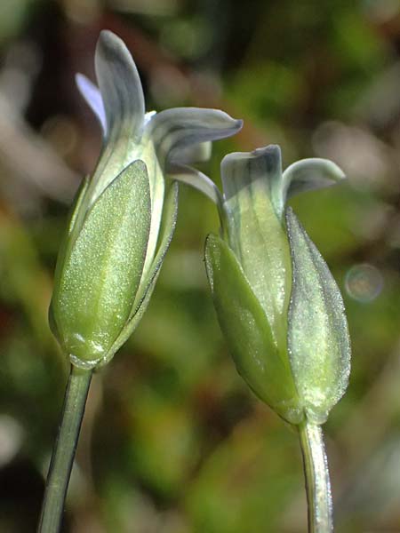 Gentiana tenella \ Zarter Haarschlund / Dane's Dwarf Gentian, A Gro&szlig;glockner 11.8.2025