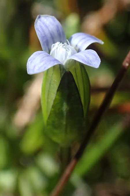 Gentiana tenella \ Zarter Haarschlund / Dane's Dwarf Gentian, A Gro&szlig;glockner 11.8.2025