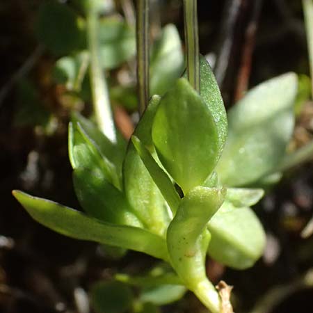 Gentiana tenella \ Zarter Haarschlund / Dane's Dwarf Gentian, A Gro&szlig;glockner 11.8.2025