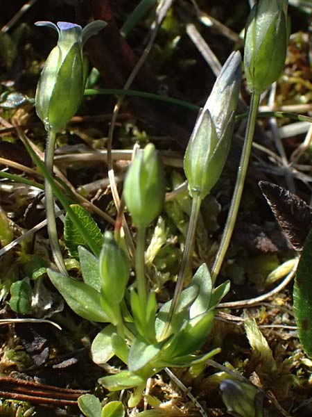 Gentiana tenella \ Zarter Haarschlund / Dane's Dwarf Gentian, A Gro&szlig;glockner 11.8.2025