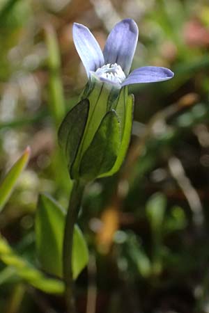 Gentiana tenella \ Zarter Haarschlund / Dane's Dwarf Gentian, A Gro&szlig;glockner 11.8.2025