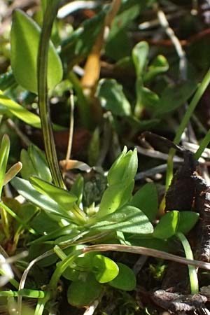 Gentiana tenella \ Zarter Haarschlund / Dane's Dwarf Gentian, A Gro&szlig;glockner 11.8.2025