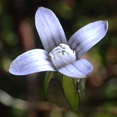 Gentiana tenella \ Zarter Haarschlund / Dane's Dwarf Gentian, A Gro&szlig;glockner 11.8.2025