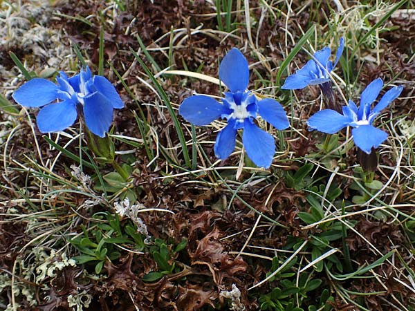 Gentiana verna \ Frhlings-Enzian / Spring Gentian, A Wölzer Tauern, Hoher Zinken 26.6.2021