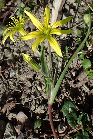 Gagea villosa \ Acker-Gelbstern / Hairy Star of Bethlehem, A Krems 1.4.2023