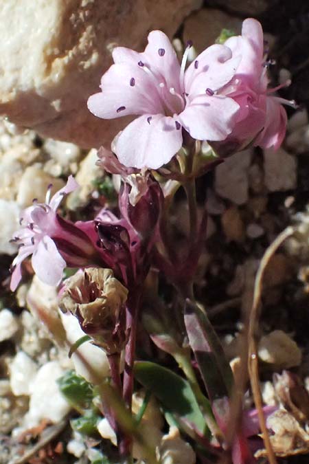 Gypsophila repens \ Kriechendes Gipskraut / Alpine Gypsophila, A Großglockner 11.8.2025