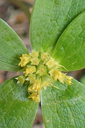 Sanicula epipactis \ Berg-Schaftdolde / Dwarf Masterwort, A Kärnten/Carinthia, Feistritz im Rosental 17.5.2016