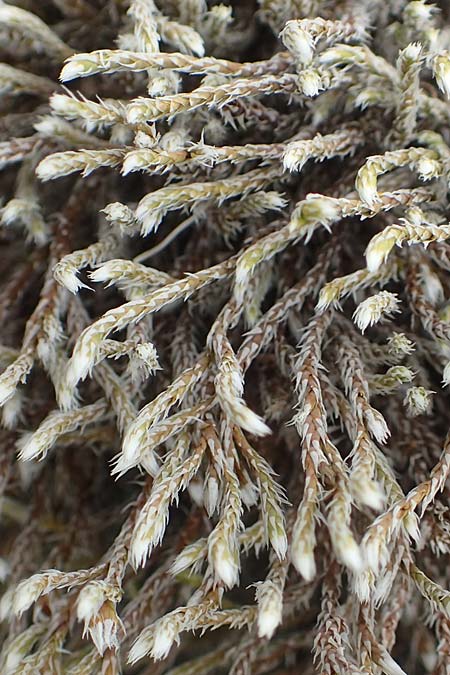 Hedwigia ciliata \ Wimpern-Hedwigsmoos / Ciliate Hedwigia Moss, A K&auml;rnten/Carinthia, Hochobir 19.5.2016