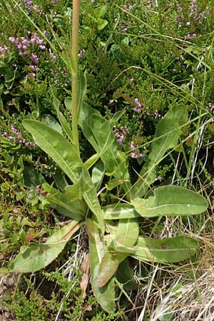 Trommsdorffia uniflora \ Einbltiges Ferkelkraut, A Kärnten, Koralpe 9.8.2016