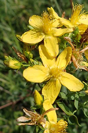 Hypericum elegans, Elegant St. John's-Wort