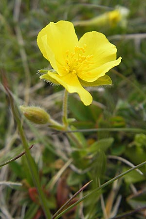 Helianthemum alpestre \ Alpen-Sonnenrschen / Alpine Rock-Rose, A Kärnten/Carinthia, Petzen 2.7.2010