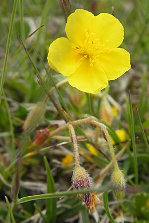 Helianthemum alpestre \ Alpen-Sonnenrschen / Alpine Rock-Rose, A Kärnten/Carinthia, Petzen 2.7.2010