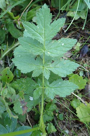 Heracleum austriacum subsp. siifolium \ Merk-Brenklau, Roter sterreich-Brenklau / Red Austrian Hogweed, A Kärnten/Carinthia, Petzen 8.8.2016