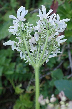 Heracleum austriacum subsp. siifolium \ Merk-Brenklau, Roter sterreich-Brenklau / Red Austrian Hogweed, A Kärnten/Carinthia, Petzen 8.8.2016
