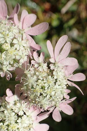 Heracleum austriacum subsp. siifolium \ Merk-Brenklau, Roter sterreich-Brenklau / Red Austrian Hogweed, A Kärnten/Carinthia, Petzen 8.8.2016