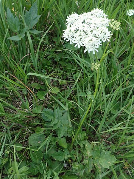 Heracleum austriacum subsp. austriacum \ sterreich-Brenklau / Austrian Hogweed, A Trenchtling 3.7.2019