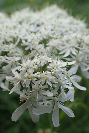 Heracleum austriacum subsp. austriacum \ sterreich-Brenklau / Austrian Hogweed, A Trenchtling 3.7.2019
