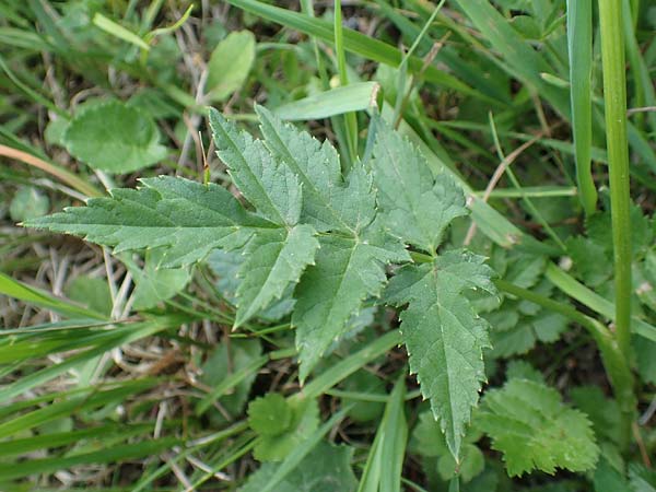 Heracleum austriacum subsp. austriacum \ sterreich-Brenklau / Austrian Hogweed, A Trenchtling 3.7.2019