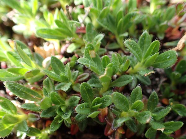 Helianthemum alpestre \ Alpen-Sonnenrschen / Alpine Rock-Rose, A Trenchtling 3.7.2019