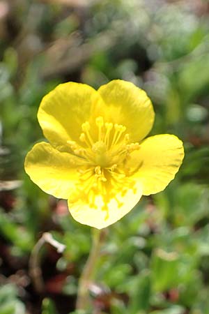Helianthemum alpestre \ Alpen-Sonnenrschen / Alpine Rock-Rose, A Trenchtling 3.7.2019