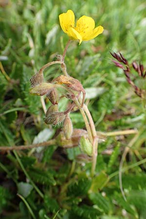 Helianthemum alpestre \ Alpen-Sonnenrschen / Alpine Rock-Rose, A Rax 28.6.2020