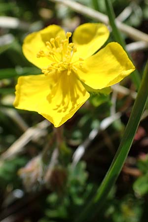 Helianthemum alpestre \ Alpen-Sonnenrschen / Alpine Rock-Rose, A Wölzer Tauern, Hoher Zinken 26.6.2021