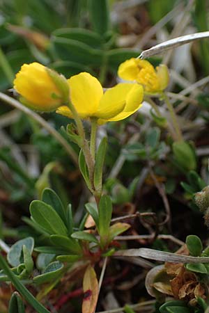 Helianthemum alpestre \ Alpen-Sonnenrschen / Alpine Rock-Rose, A Wölzer Tauern, Hoher Zinken 26.6.2021