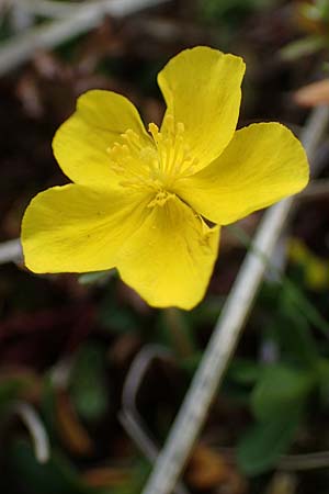 Helianthemum alpestre \ Alpen-Sonnenrschen / Alpine Rock-Rose, A Wölzer Tauern, Hoher Zinken 26.6.2021