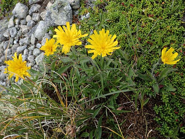 Hieracium alpinum \ Alpen-Habichtskraut / Alpine Hawkweed, A Seckauer Tauern, Brandstätter Törl 27.7.2021
