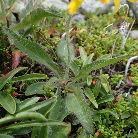 Hieracium alpinum \ Alpen-Habichtskraut / Alpine Hawkweed, A Seckauer Tauern, Brandstätter Törl 27.7.2021