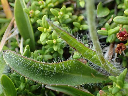 Hieracium alpinum \ Alpen-Habichtskraut / Alpine Hawkweed, A Seckauer Tauern, Brandstätter Törl 27.7.2021