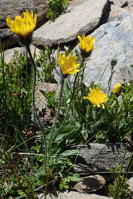 Hieracium alpinum \ Alpen-Habichtskraut / Alpine Hawkweed, A Kärnten/Carinthia, Koralpe 1.7.2022