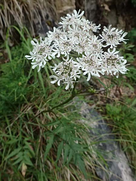 Heracleum austriacum subsp. austriacum \ sterreich-Brenklau / Austrian Hogweed, A St. Gallen im Gesäuse 4.7.2024
