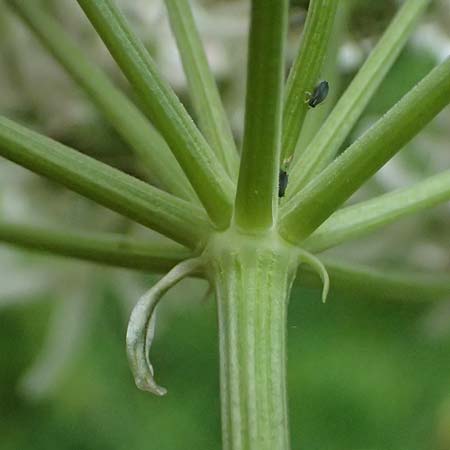 Heracleum austriacum subsp. austriacum \ sterreich-Brenklau / Austrian Hogweed, A St. Gallen im Gesäuse 4.7.2024