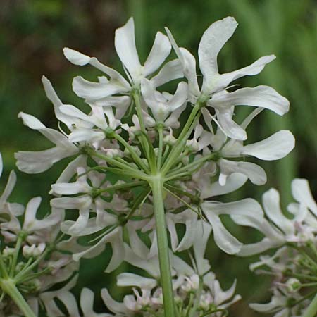 Heracleum austriacum subsp. austriacum \ sterreich-Brenklau / Austrian Hogweed, A St. Gallen im Gesäuse 4.7.2024