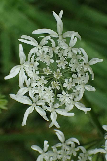 Heracleum austriacum subsp. austriacum \ sterreich-Brenklau / Austrian Hogweed, A St. Gallen im Gesäuse 4.7.2024