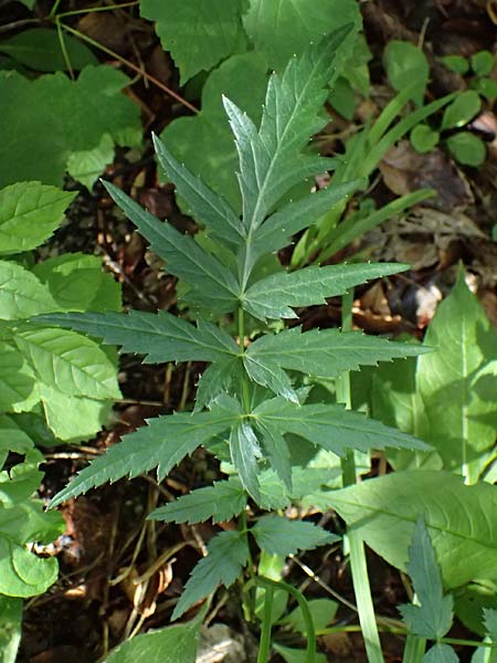 Heracleum austriacum subsp. austriacum \ sterreich-Brenklau / Austrian Hogweed, A St. Gallen im Gesäuse 4.7.2024